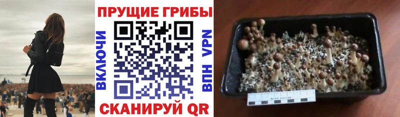 Купить закладки  Печора  Псилоцибиновые грибы GOLDEN TEACHER 